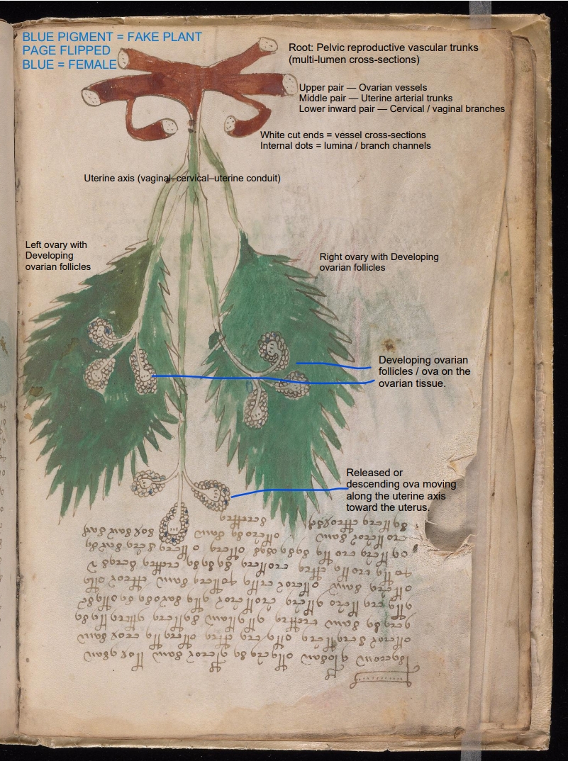 Labelled diagram of Folio 14v